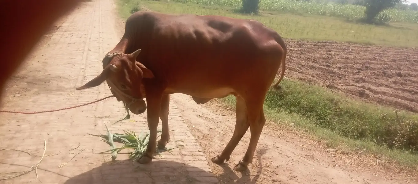 sahiwal kay aali nasal kay panch man ki bachhli sel — photo 2