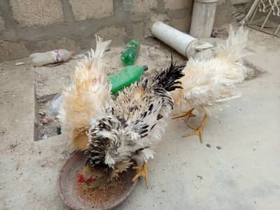 3 frizzle male