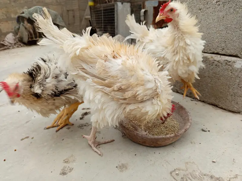 3 frizzle male — photo 2