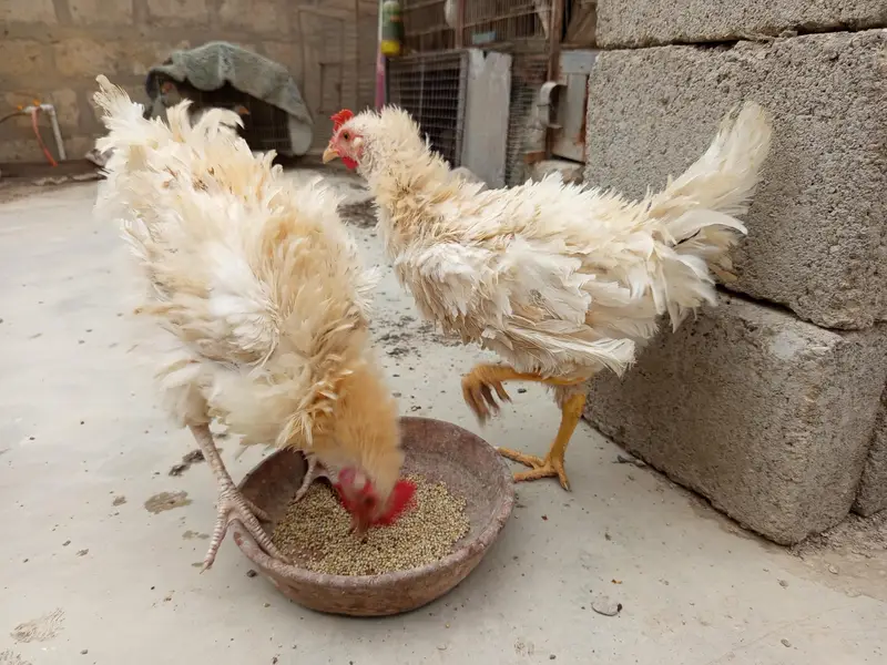 3 frizzle male — photo 3