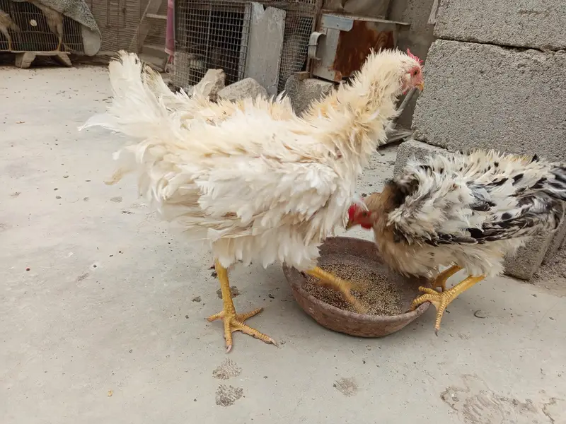 3 frizzle male — photo 4