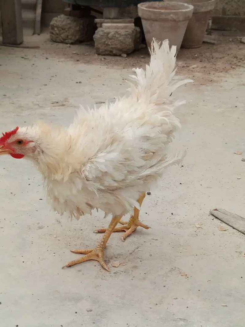 3 frizzle male — photo 5