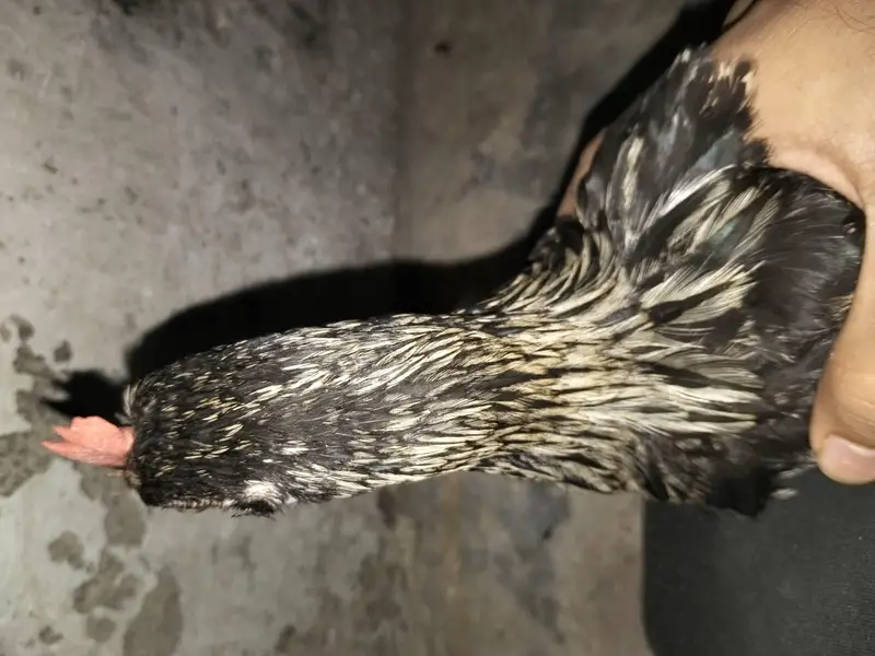 Desi Kala Murgha + Brown Desi Murghi | Ghar Ke Palay Hue — photo 11
