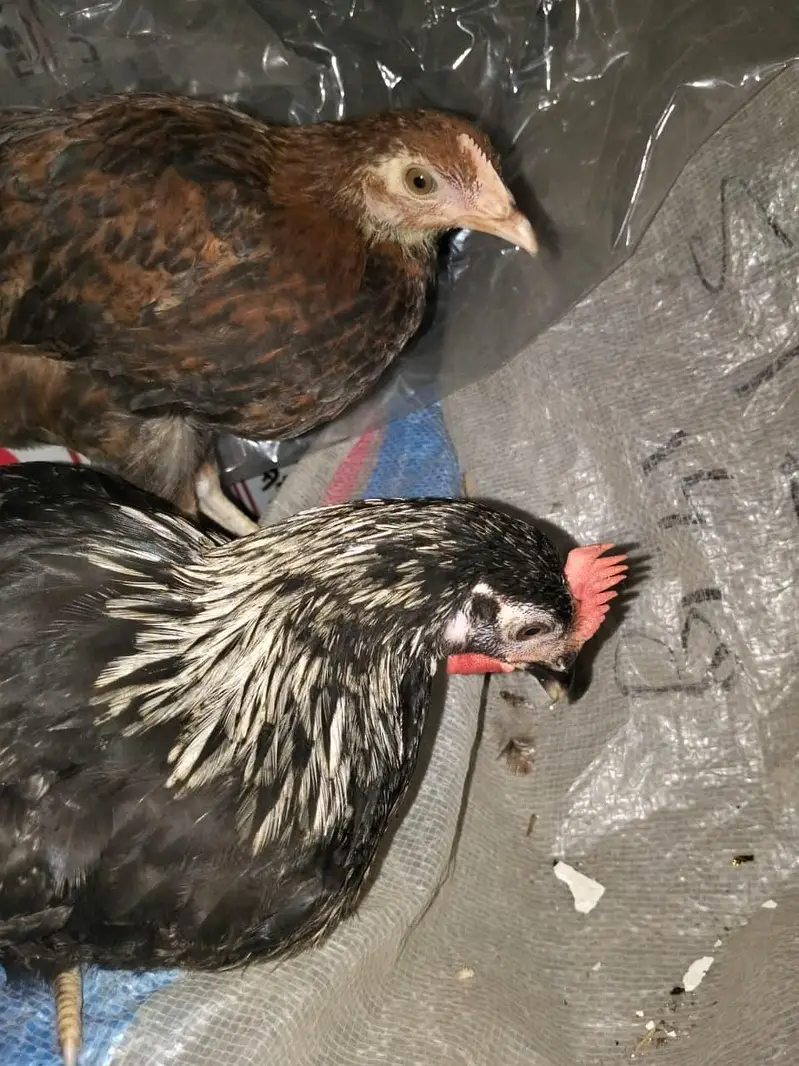 Desi Kala Murgha + Brown Desi Murghi | Ghar Ke Palay Hue — photo 12