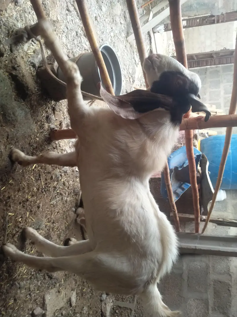 Cross breed long ear zero size