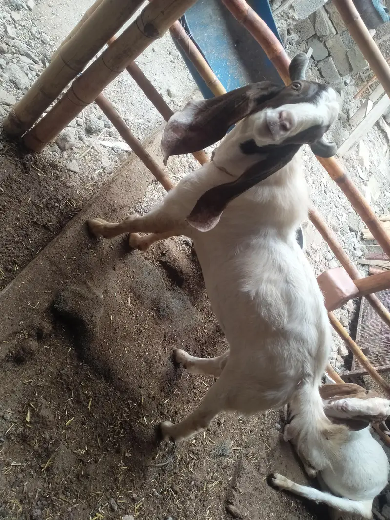 Cross breed long ear zero size — photo 4