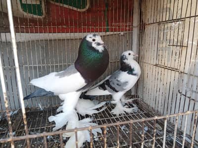 pouter pair for sale