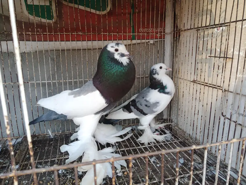 pouter pair for sale