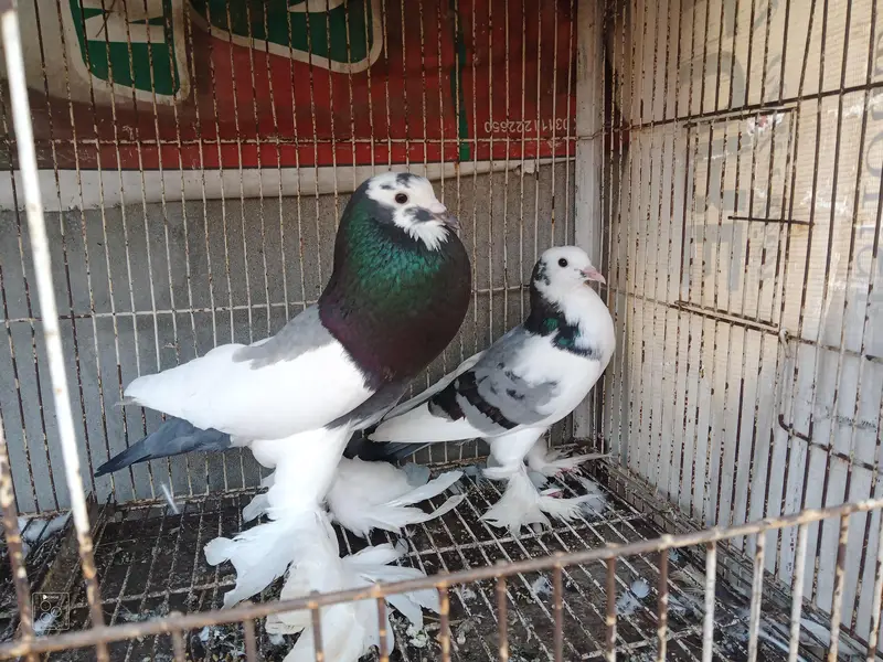 pouter pair for sale — photo 2