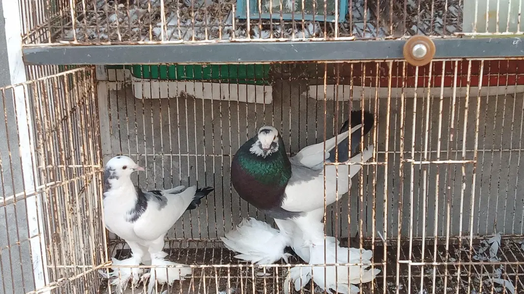 pouter pair for sale — photo 3