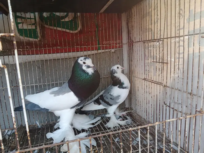 pouter pair for sale — photo 4