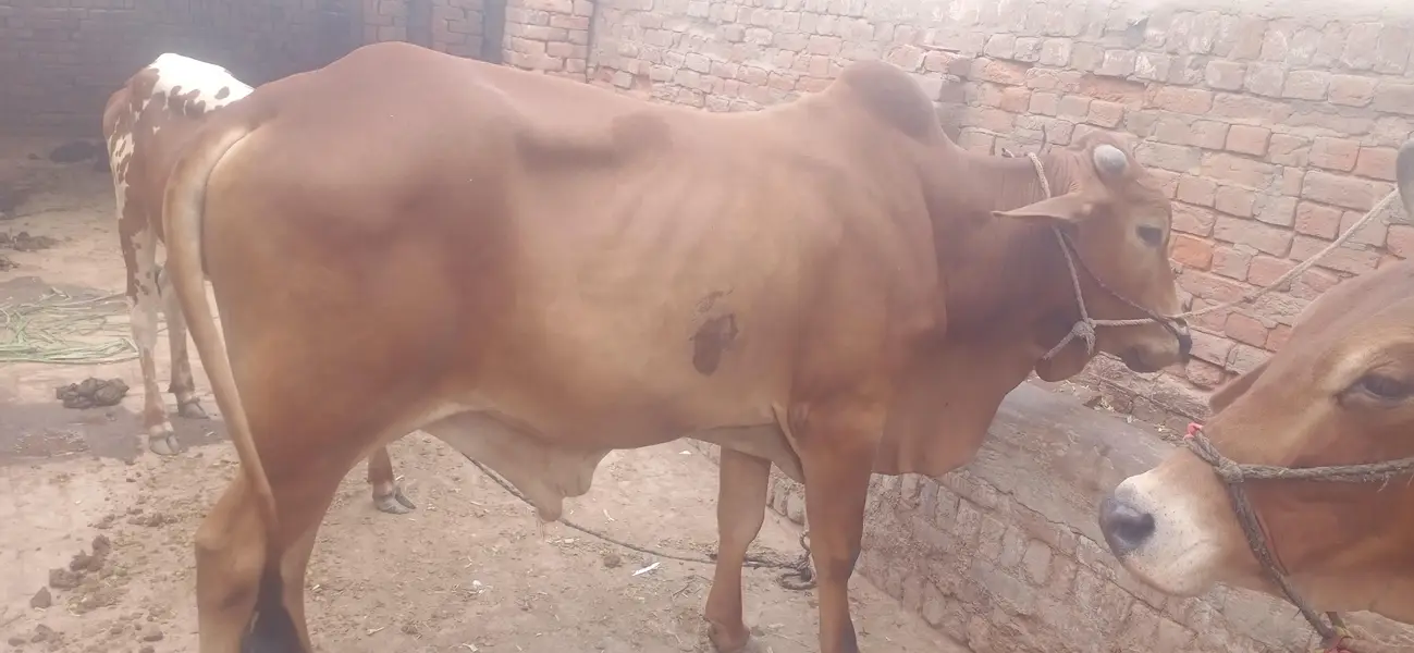 Chogha Male Bachra For Sale – 285000 | Multan Bypass