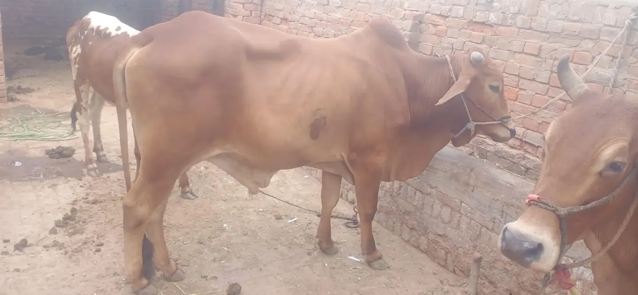 Chogha Male Bachra For Sale – 285000 | Multan Bypass — photo 2