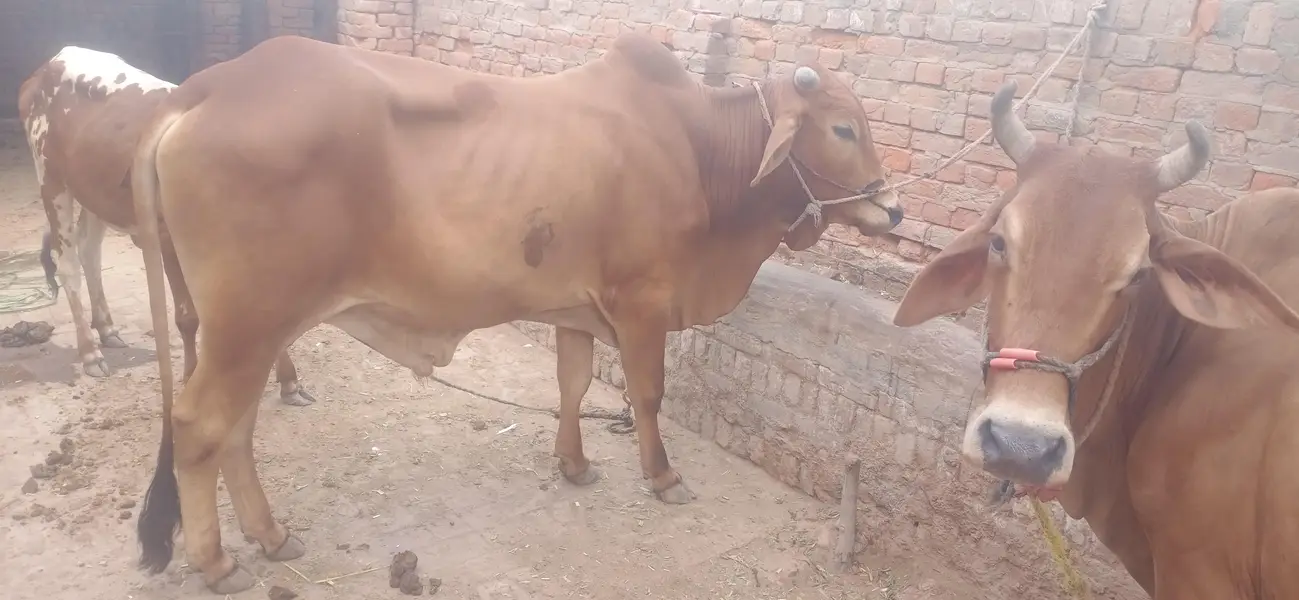 Chogha Male Bachra For Sale – 285000 | Multan Bypass — photo 3