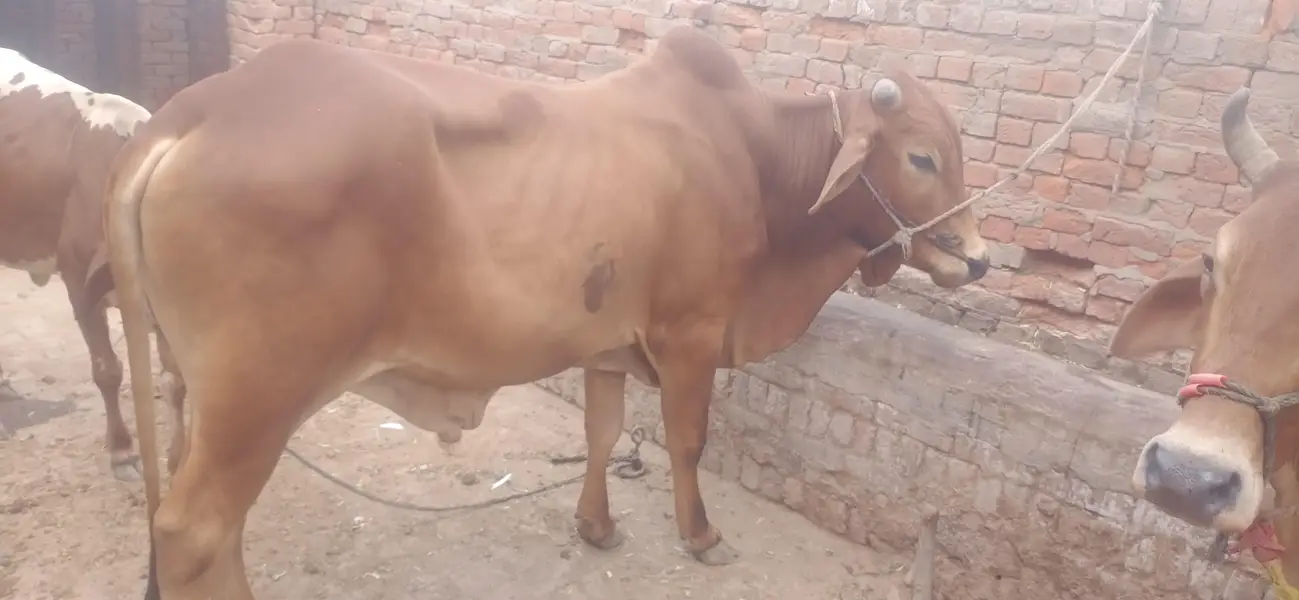 Chogha Male Bachra For Sale – 285000 | Multan Bypass — photo 4
