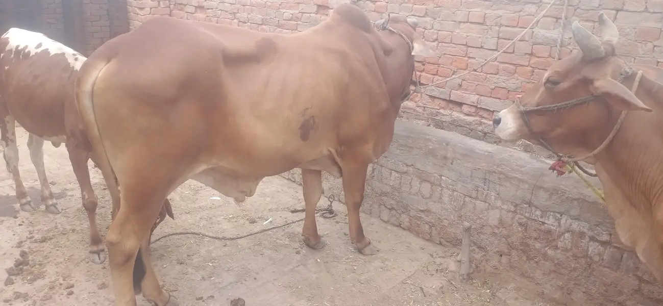 Chogha Male Bachra For Sale – 285000 | Multan Bypass — photo 5