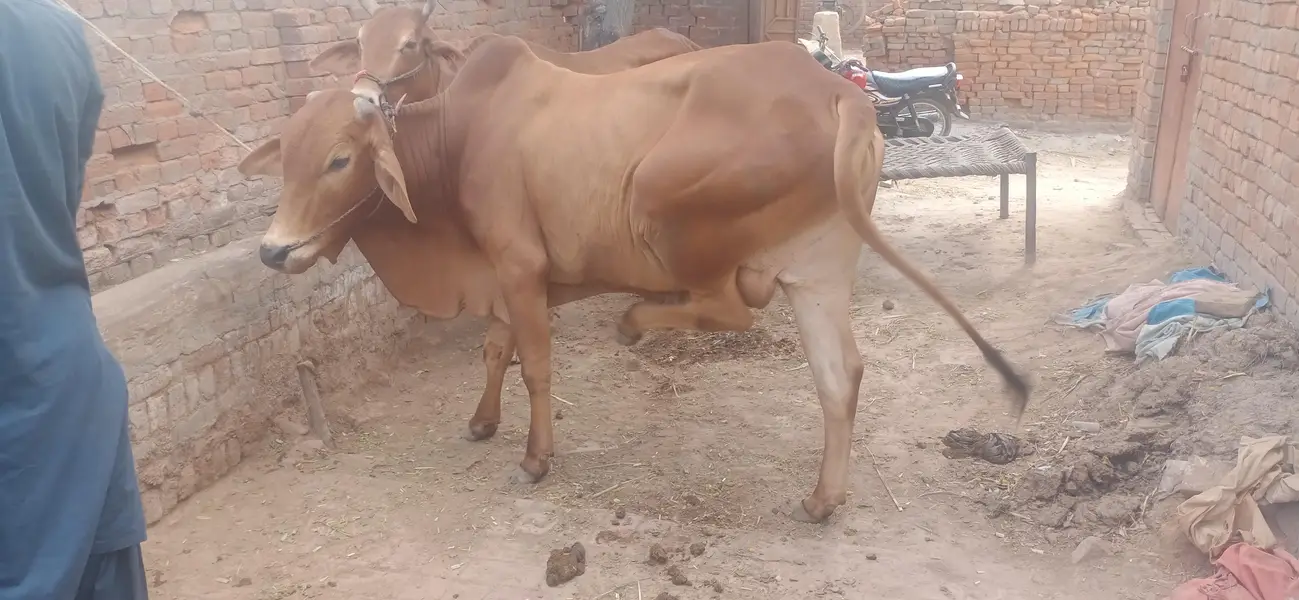 Chogha Male Bachra For Sale – 285000 | Multan Bypass — photo 6