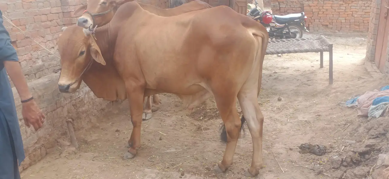Chogha Male Bachra For Sale – 285000 | Multan Bypass — photo 7