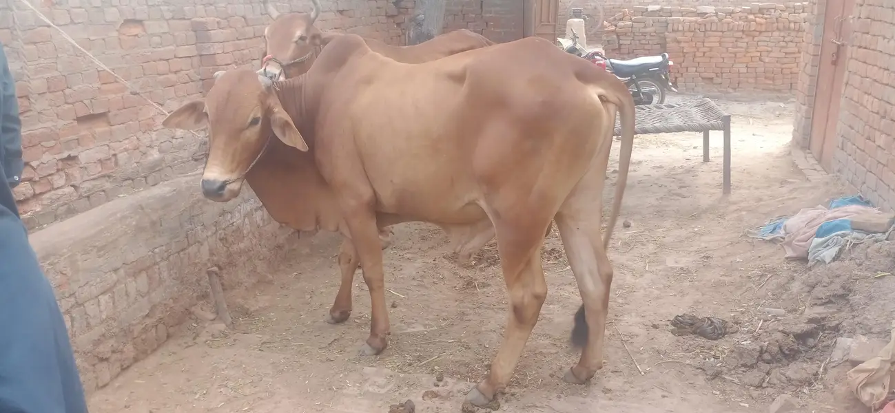 Chogha Male Bachra For Sale – 285000 | Multan Bypass — photo 8