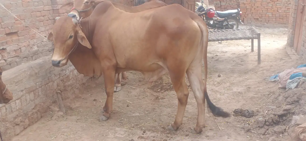 Chogha Male Bachra For Sale – 285000 | Multan Bypass — photo 9
