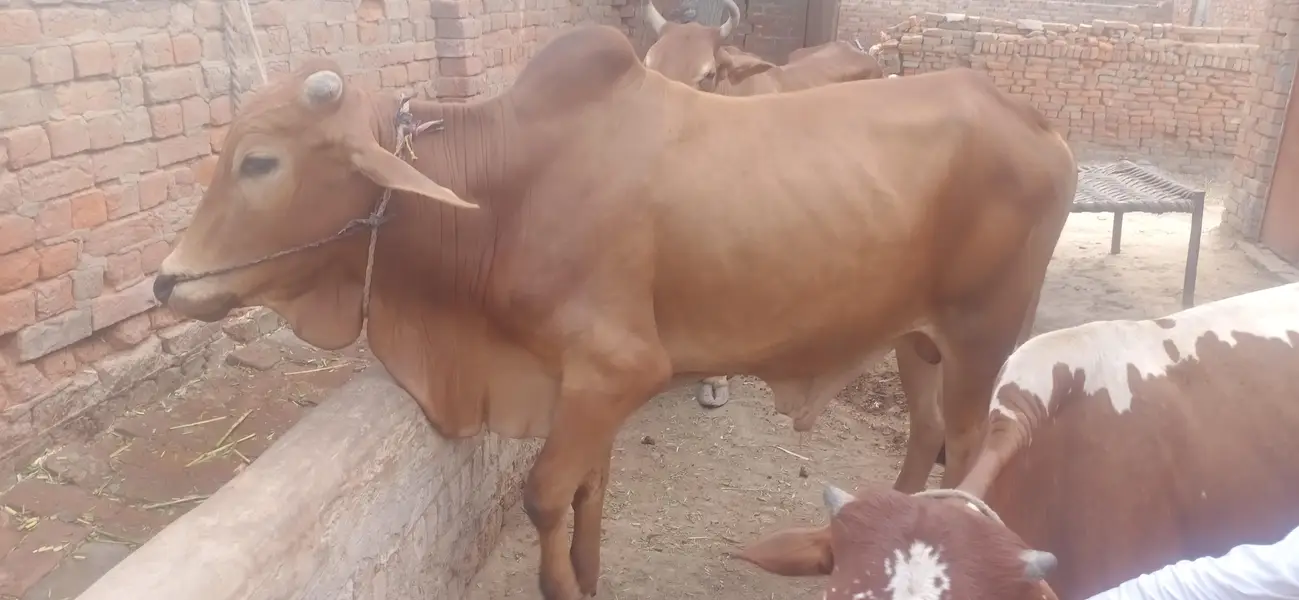 Chogha Male Bachra For Sale – 285000 | Multan Bypass — photo 10
