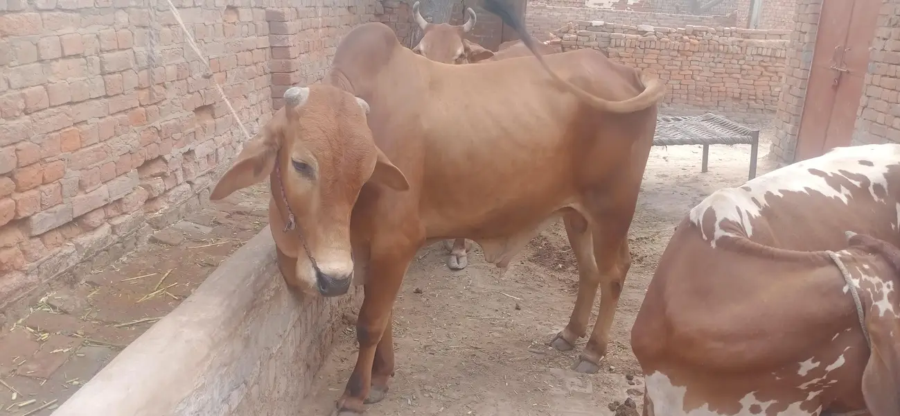 Chogha Male Bachra For Sale – 285000 | Multan Bypass — photo 11
