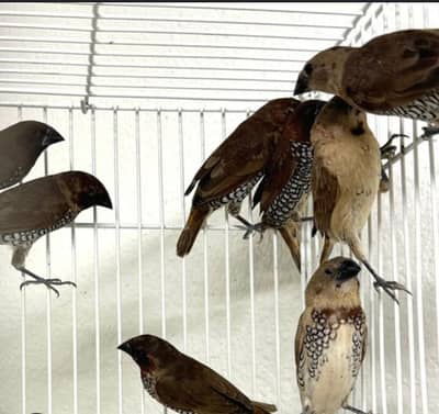 spice finch