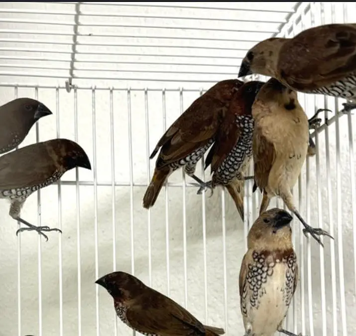 spice finch