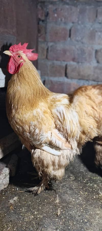 golden heavy buff male for sale