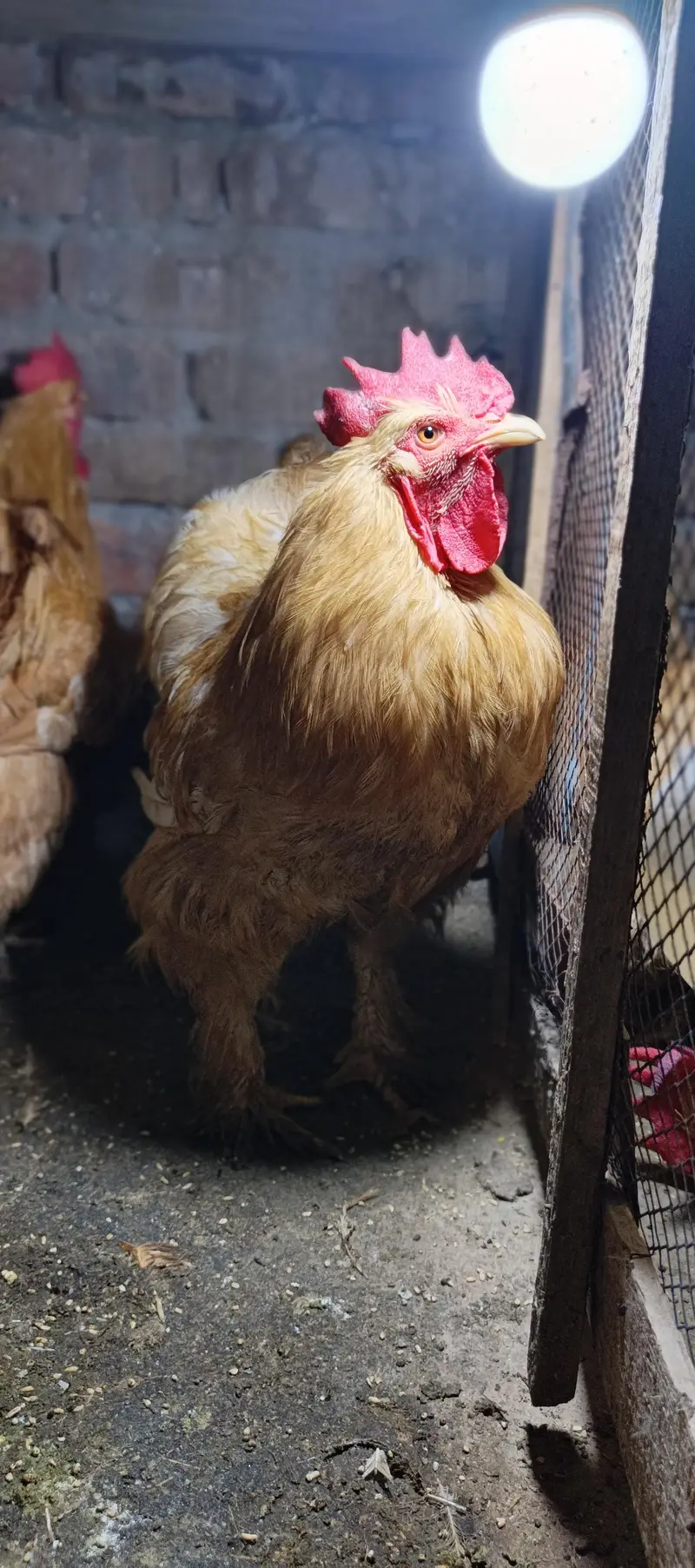 golden heavy buff male for sale — photo 2