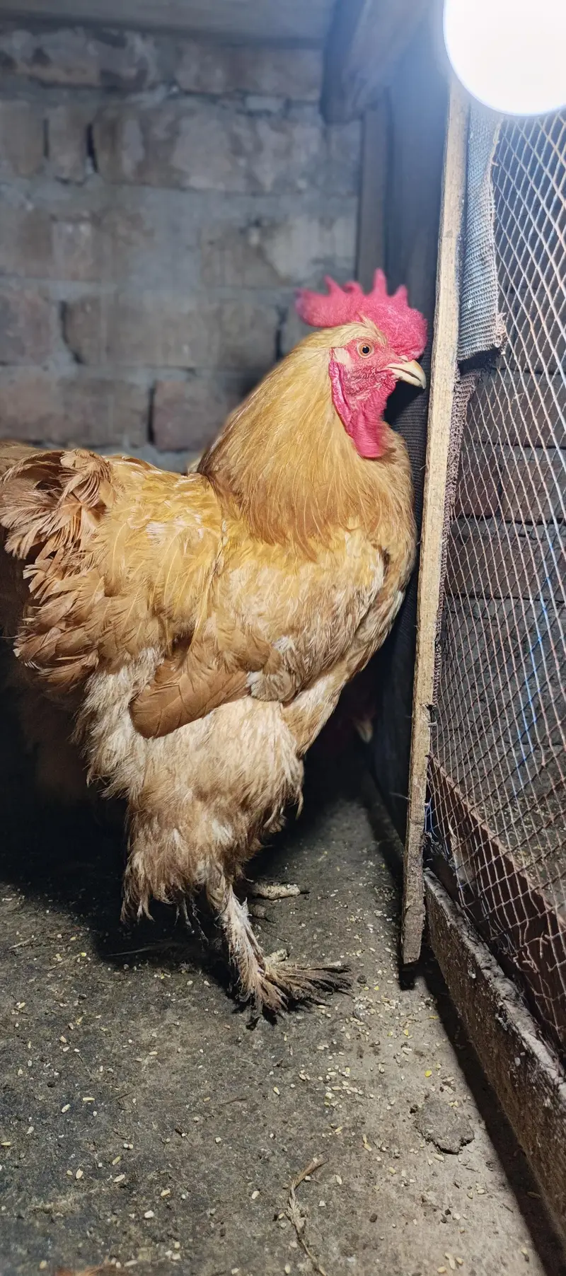golden heavy buff male for sale — photo 3