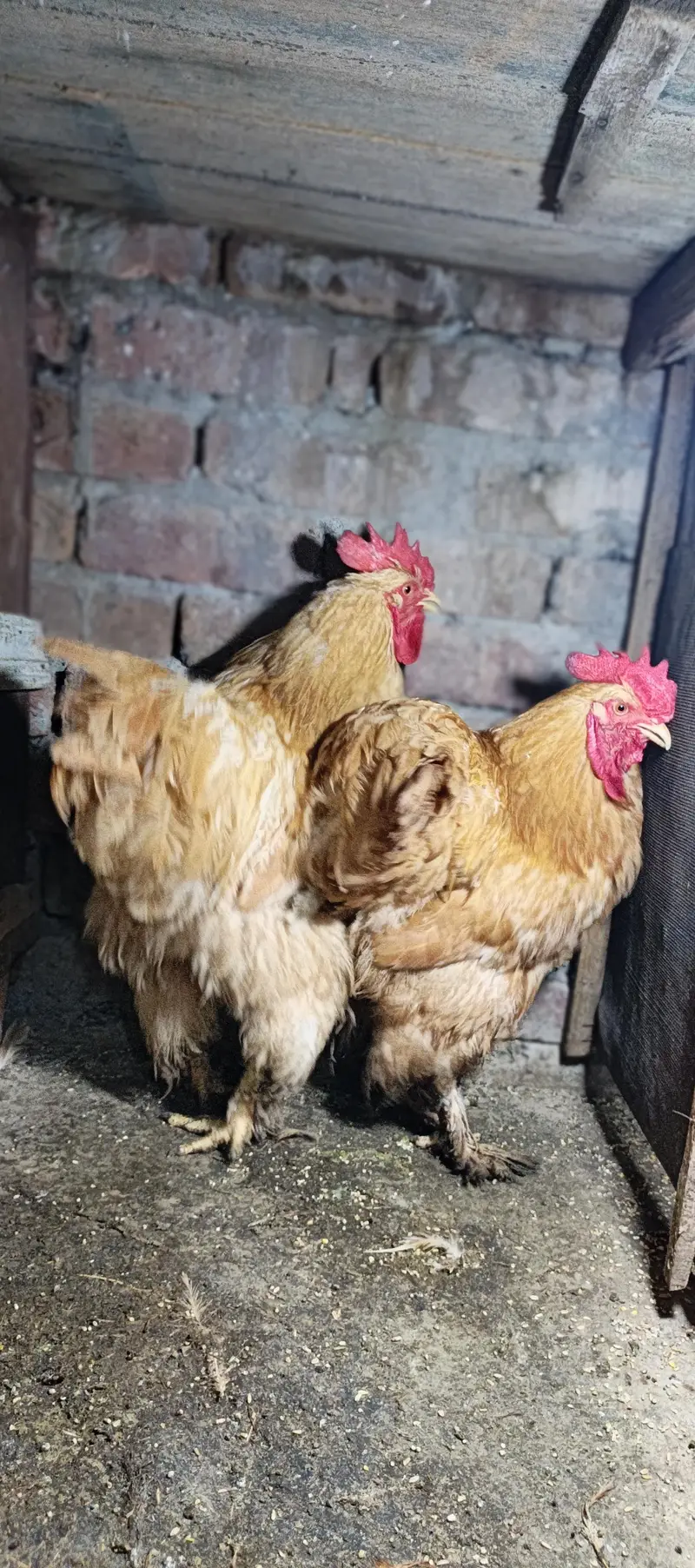 golden heavy buff male for sale — photo 4