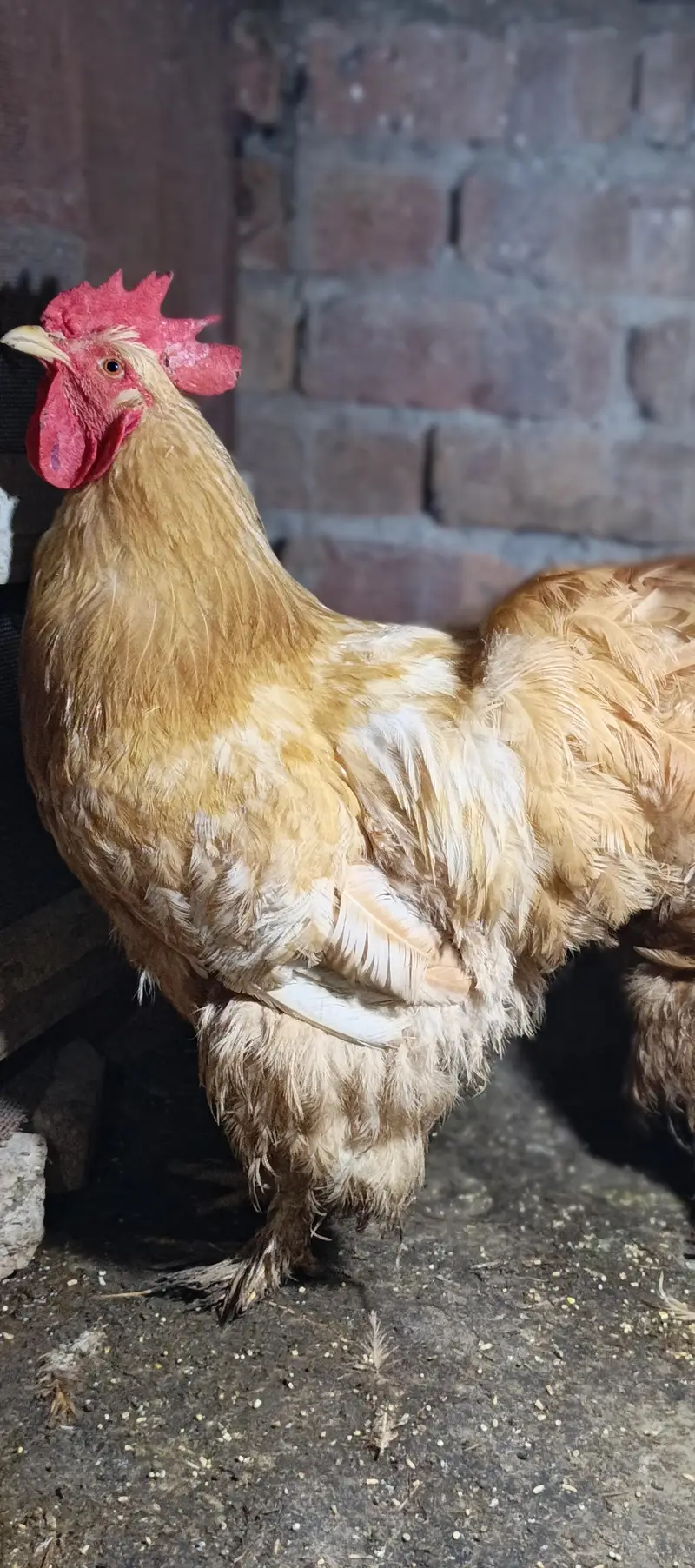 golden heavy buff male for sale — photo 5