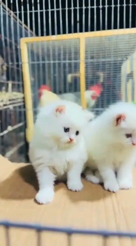 Persian cat for sale male or female32/08/17/53/94 my WhatsApp — photo 3