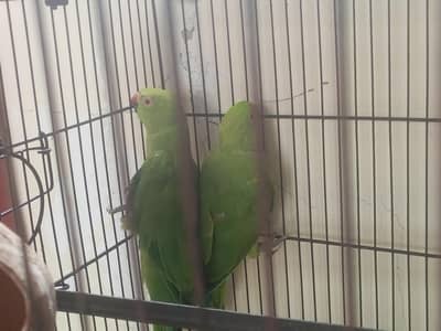 Beautiful Green Parrot Pair for Sale