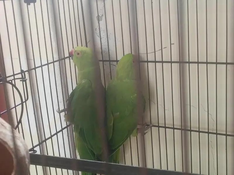 Beautiful Green Parrot Pair for Sale