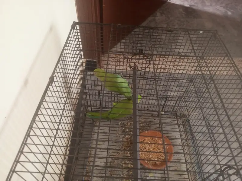 Beautiful Green Parrot Pair for Sale — photo 2