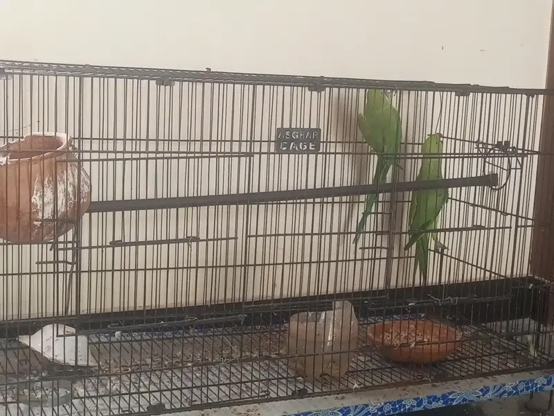 Beautiful Green Parrot Pair for Sale — photo 3