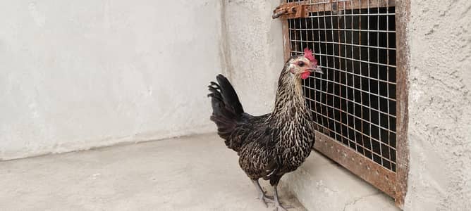 Misri hen