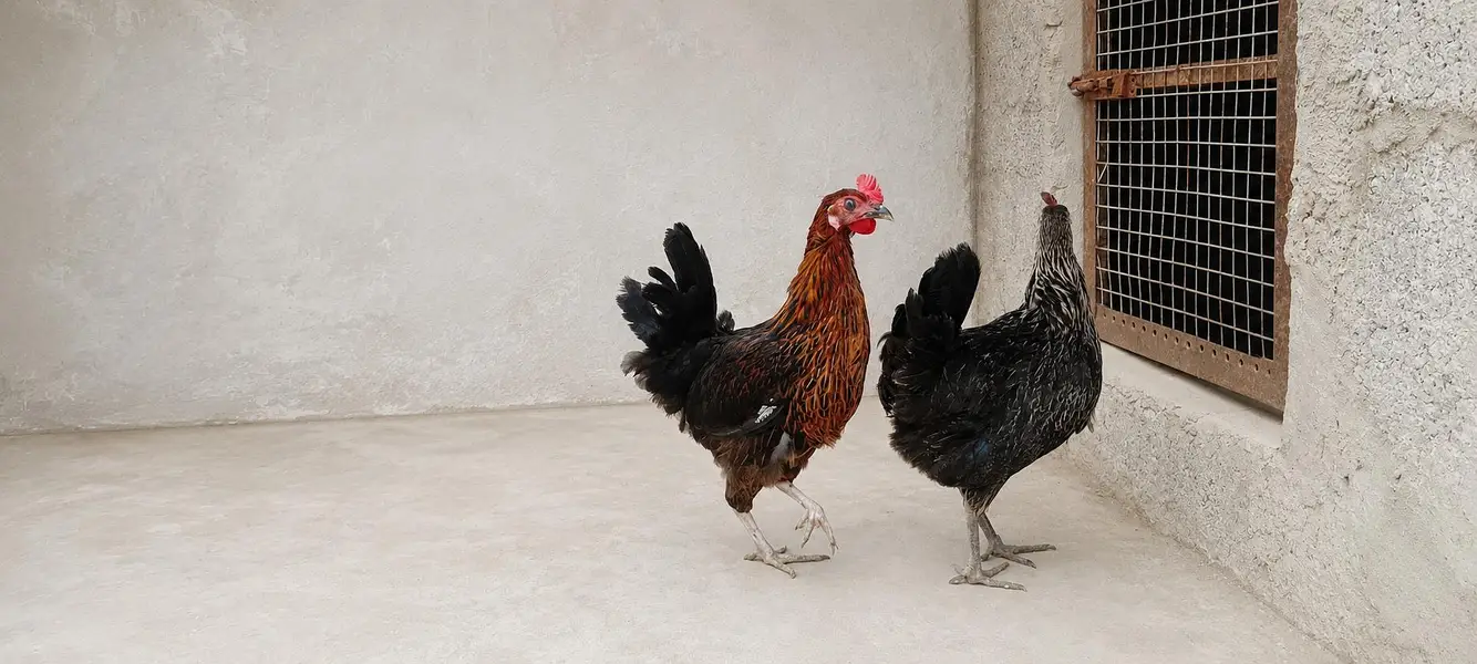 Misri hen — photo 2