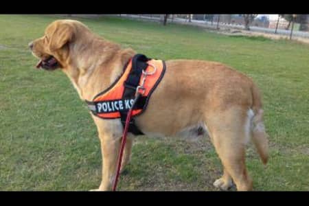 American Labrador dog pedigree hain