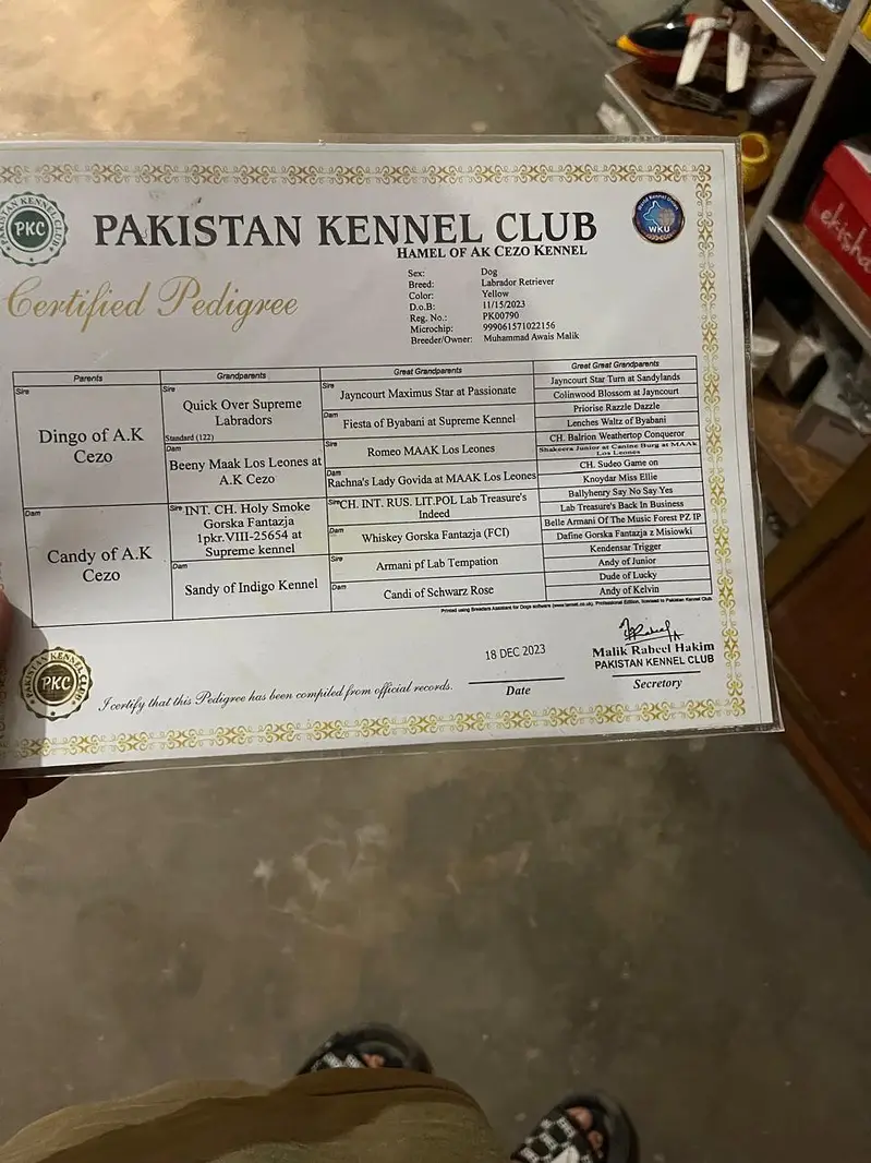 American Labrador dog pedigree hain — photo 2