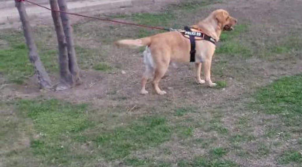 American Labrador dog pedigree hain — photo 3