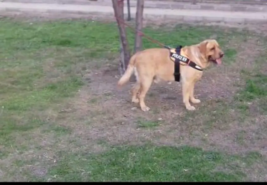 American Labrador dog pedigree hain — photo 4