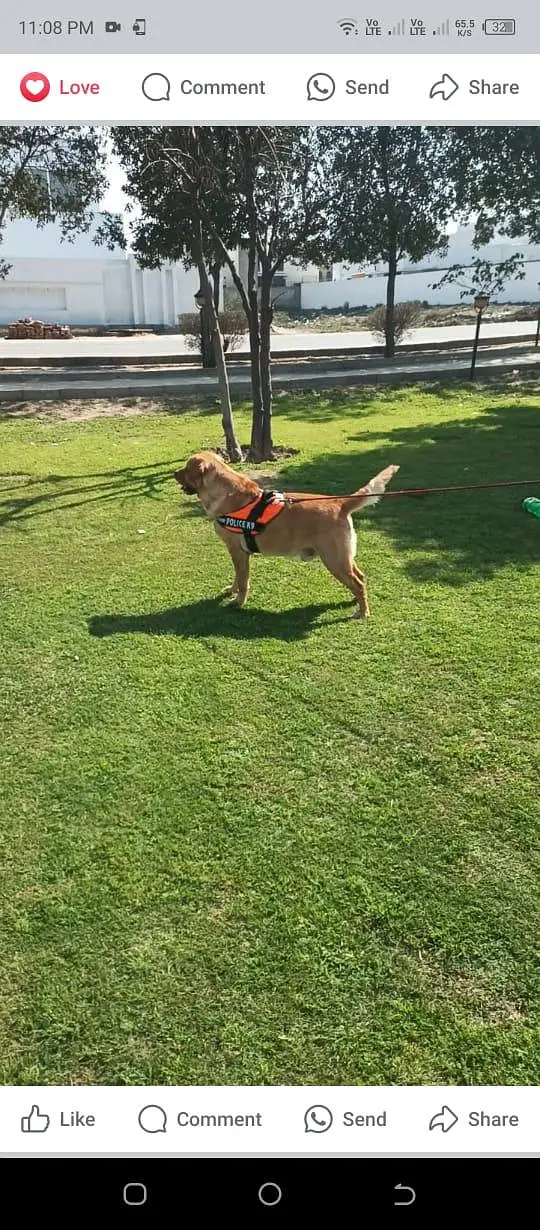 American Labrador dog pedigree hain — photo 5