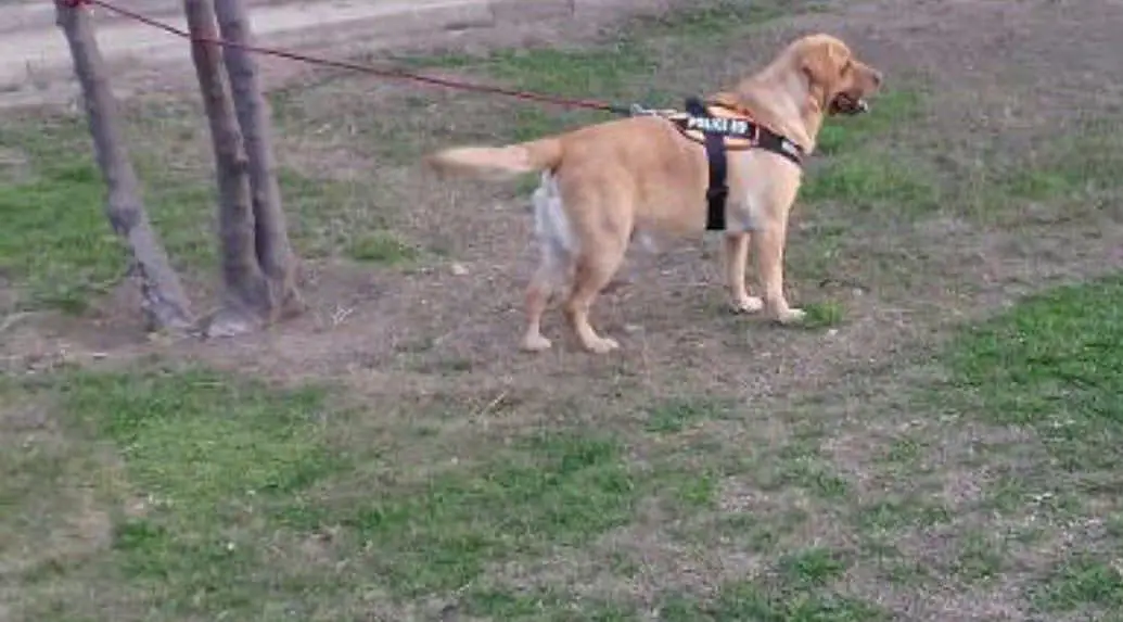 American Labrador dog pedigree hain — photo 6