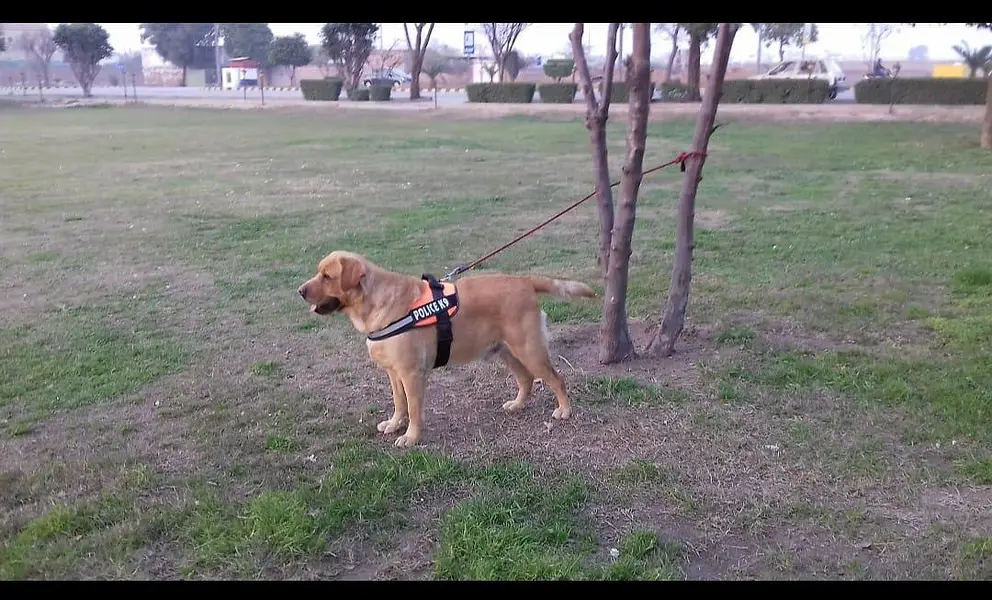 American Labrador dog pedigree hain — photo 7