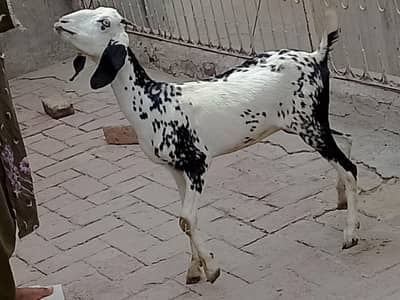 Gabban Path For Sale