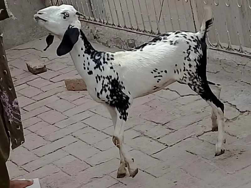 Gabban Path For Sale