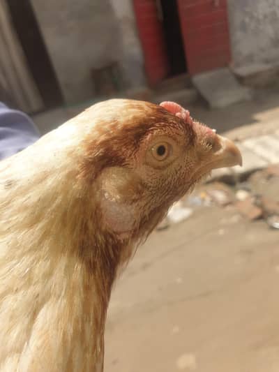 brider female
